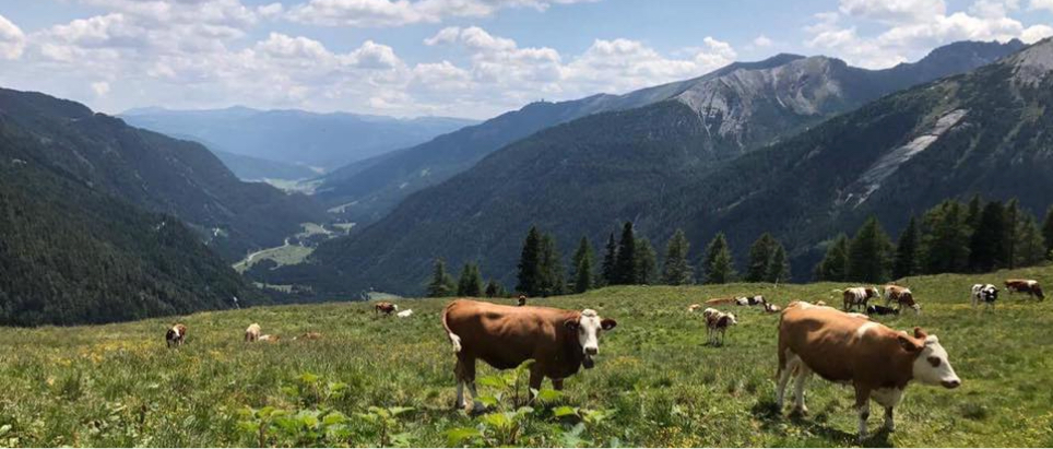 Ein Bild von Kühe auf der Alm in Lungau